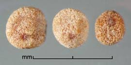 Image result for Cuscuta hyalina