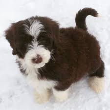 Black And White Sheepadoodle For Sale Instagram Photo By Hershey The Mini Sheepadoodle Mar 26 2016 At 1 17am Utc Sheepadoodle Sheepadoodle Puppy Cute Animals