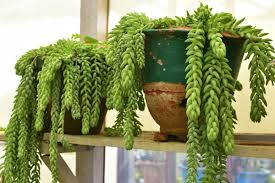Burro's tail is spreading over our lives more and more everyday. Burro S Tail Sedum Morganianum How To Grow And Care Guide Florgeous