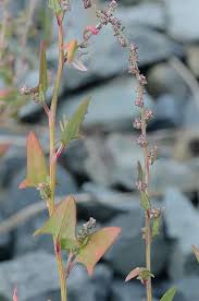 Image result for Atriplex