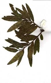 Image result for Ozoroa paniculosa