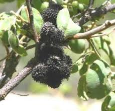 Image result for Elaeodendron matabelicum