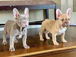 T-luxe Premier French Bulldogs On Instagram More From My Testable Chocolate Cookie Jar Chocolate Fawn Boy Isabel French Bulldog Dogs Dog Training