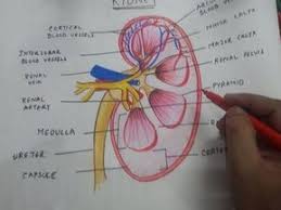 How To Draw Kidney Anatomy Youtube In 2020 Kidney Anatomy Anatomy Biology Diagrams