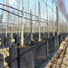 Visit us today to find the plants you need or get key information that can help you take your gardening to the next level. China Multifunctional Plant Nursery Home Garden Furniture Outdoor Air Pruning Container With Great Price China Superoots And Air Pruned Pot Price