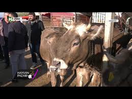Bereket Tv Hayvan Pazari Montofon 6 Aylik Gebe 1 Adet Duve Fiyati Kirsehir 2018 Youtube