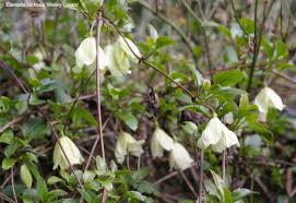 The modern clematis in the raymond evison range flower readily and will yield good results. Clematis 30 Varieties Of Clematis Growing And Care For Leather Flower