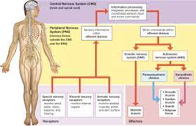 12 1 The Nervous System Has Anatomical And Functional Divisions Nervous System Information Processing Central Nervous System