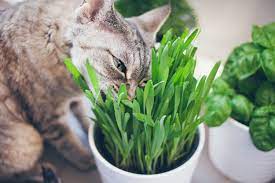 The Best Indoor Grass For Cats Adventure Cats Cat Friendly Plants Cat Grass Cat Plants