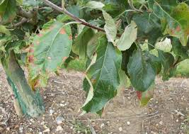 Gymnosporangium clavipes (0, i), on fruit; Diagnostic Leaf Atlas Suffolk Fruit And Trees The Fruit Tree Specialists
