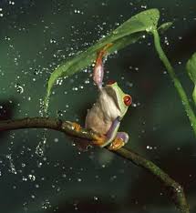 Rain Wallpaper For Android Apk Download