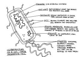 We did not find results for: Pin By Aisha Sharif On Biology Notes Cell Structure Cell Diagram Biology Notes