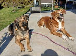 Weiters sollen sie, als zukünftige österreichische pinscher hundehalter/in, unseren bauernhof mit hundezucht eigene eindrücke. Osterreichische Pinscher Welpen Wurfinformation