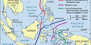 Hal ini disebabkan karena tumbuhan dan satwanya hampir sama dengan yang ditemukan di benua asia pada umumnya. Persebaran Flora Dan Fauna Di Indonesia Halaman All Kompas Com