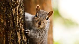 Image result for squirrel