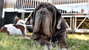Check spelling or type a new query. Voici Le Chien Le Plus Laid Du Monde De 2017