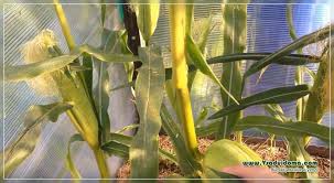 Growing sweet corn in your garden gives you that delicious buttery, salt and peppery taste that only growing sweet corn — watering, fertilising & pollinating. Fertilizers For Sugar Corn When How And With What Fertilizers Site About The Garden Cottage And Indoor Plants