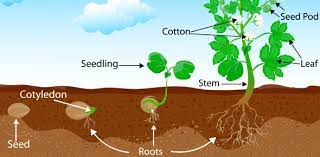 Reflect on the bigger picture and what these plants really do for each other. Plant Life Cycles Dragons Proprofs Quiz
