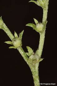 Image result for Euploca ovalifolia