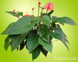 Anthurium Flaming Flower Anthurium Is A Large Genus Of Plants Containing Well Over 700 Species This Genus Belo Anthurium Plant Anthurium Plant Care Houseplant