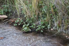 Image result for Gunnera perpensa