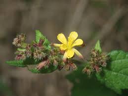 Image result for Triumfetta