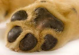 Check spelling or type a new query. Remedies For Your Pet S Dry Feet Thriftyfun