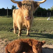 These cattle are a hardy breed, designed to withstand the conditions in the scottish highlands. Scottish Highland Cow African Safari Wildlife Park Port Clinton Oh