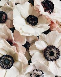Soilandstem Flowers Flower Aesthetic Anemone Flower