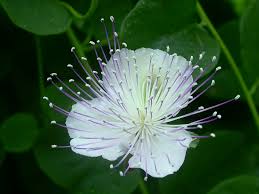 Image result for Capparaceae