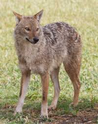The jackal and the camel story in english writing for class 11. Golden Jackal Wikipedia