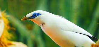 Maybe you would like to learn more about one of these? Mynah Bird A Complete Guide To The Talkative Myna Bird