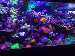 Without doubt, unusual fish tanks have taken the aquarium industry by storm. Nothing Better Than A Nice Bare Bottom Reef Builders The Reef And Saltwater Aquarium Blog