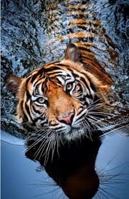 I hope you love these free online jigsaw puzzles of tigers that were photographed by christel and gerhard gellinger. Conradsha Jigsaw Puzzles For Adults 1000 Piece Tiger In The Water Kids Puzzles Toys Educational Puzzles Jigsaw Buy Online In Moldova At Moldova Desertcart Com Productid 187841381