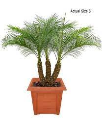 Multi Stem Pygmy Date Palm Plants California Palm Trees Small Palm Trees