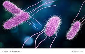 Salmonella are germs (bacteria) that can cause food poisoning. Salmonellenvergiftung Ihre Apotheke Informiert