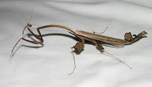 Feather Mantis Toxodera Hauseri Attracted To Lights Poring Borneo By Artour A Via Flickr Weird Insects Bugs And Insects Insect Collection