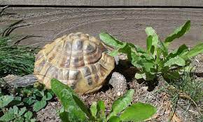 Caring For Your Hermann S Tortoise A Complete Guide Tortoise Expert