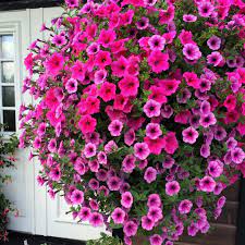 Hanging Basket With Pink And Purple Petunias Hanging Flower Baskets Purple Flowers Garden Purple Petunias