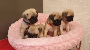log in to view spacecitypugs.com. Only 7 Left Bautiful Pug Puppies Ready 17th March Houston Animal Pet