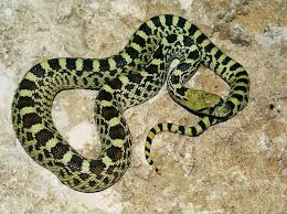 © matt jeppson | shutterstock). Bullsnakes Revered For Rodent Eating Abilities