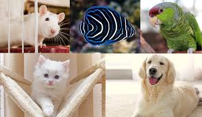 Serving as a reminder that humans are not the only livin. 5 Animals That Make Perfect Pets For Kids Canadapetcare Blog