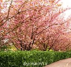 Check spelling or type a new query. Flowering Trees In San Jose By Payless Hardware Rockery