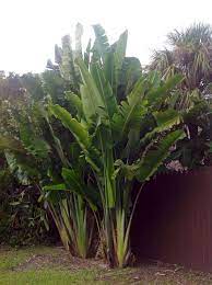 Giant Plants Maybe A Bird Of Paradise Plant Everglades Florida Tropical Backyard Landscaping Garden Dividers Birds Of Paradise Plant