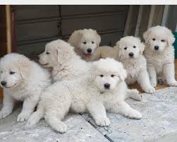 Old english sheepdog, 1 anno, seduto di fronte a sfondo bianco. Allevamento Oro Bianco Teramo Pastore Maremmano Abruzzese Cuccioli Cuccioli Chihuahua Pastore
