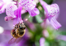 Image result for Hypoestes sp. aff. aristata B