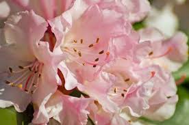 Fragrant Azaleas Fragrant Rhododendrons Fragrant Deciduous Azaleas Fragrant Evergreen Azaleas Fragrant Hardy Rhododen Azaleas Rhododendron Perennial Shrubs