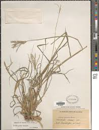 Image result for Chloris pilosa