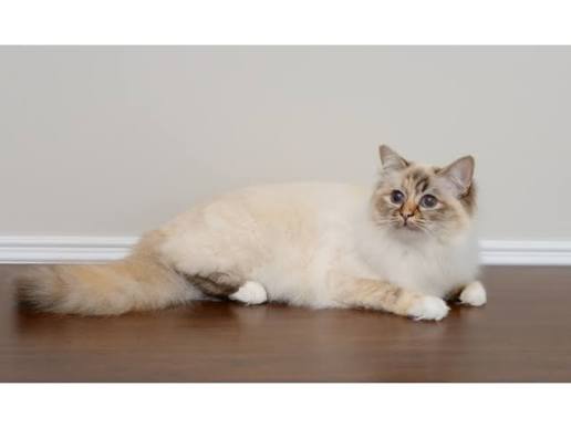 National Birman Fancier