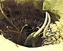 Sarlacc - Wikipedia